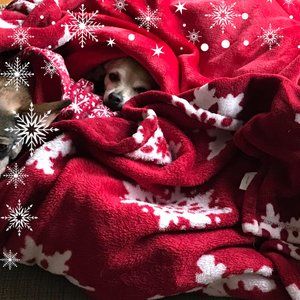 Meet your Posher, Holly